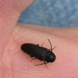 Eucnemidae (family) at Bungendore, NSW - suppressed