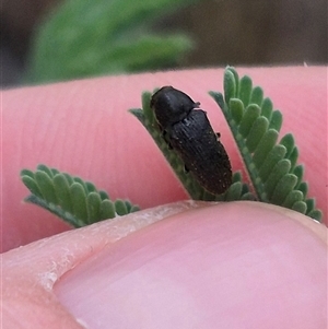 Eucnemidae (family) at Bungendore, NSW - suppressed