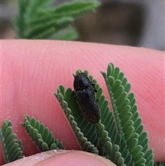 Eucnemidae (family) at Bungendore, NSW - suppressed