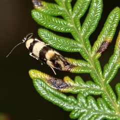 Lichenaula arisema (A Xyloryctine moth) at Palerang, NSW - 7 Jan 2025 by AlisonMilton