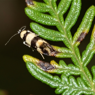 Unidentified Concealer moth (Oecophoridae) at Palerang, NSW - 7 Jan 2025 by AlisonMilton