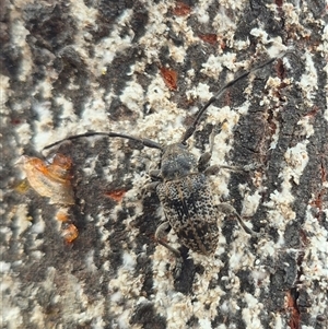 Ancita sp. (genus) at Bungendore, NSW - suppressed