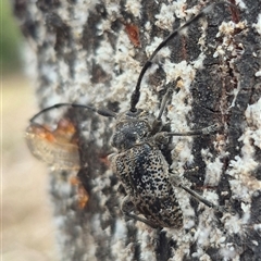 Ancita sp. (genus) at Bungendore, NSW - suppressed