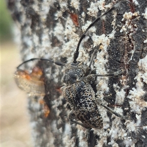 Ancita sp. (genus) at Bungendore, NSW - suppressed