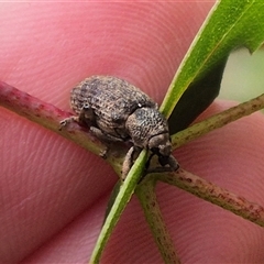 Rhinaria sp. (genus) (Unidentified Rhinaria weevil) at Palerang, NSW - 7 Jan 2025 by clarehoneydove