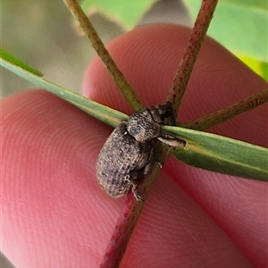 Rhinaria sp. (genus) at Palerang, NSW - suppressed