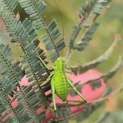 Caedicia simplex (Common Garden Katydid) at Palerang, NSW - 7 Jan 2025 by clarehoneydove