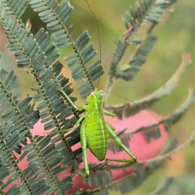 Chlorodectes sp. (genus) at Palerang, NSW - 7 Jan 2025 by clarehoneydove