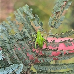 Caedicia simplex at Palerang, NSW - 7 Jan 2025 02:34 PM