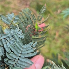 Caedicia simplex at Palerang, NSW - 7 Jan 2025 02:34 PM