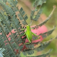 Caedicia simplex at Palerang, NSW - 7 Jan 2025 02:34 PM