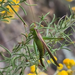 Conocephalomima barameda (False Meadow Katydid, Barameda) at Bungendore, NSW - 6 Jan 2025 by clarehoneydove