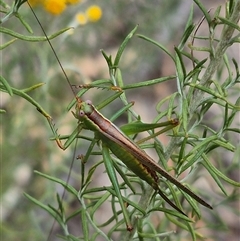 Conocephalomima barameda at Bungendore, NSW - suppressed