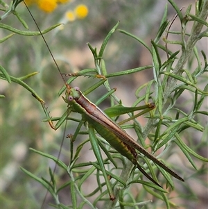 Conocephalomima barameda at Bungendore, NSW - suppressed