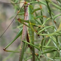 Conocephalomima barameda at Bungendore, NSW - suppressed