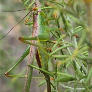 Conocephalomima barameda at Bungendore, NSW - suppressed