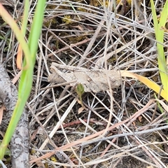 Gastrimargus musicus (Yellow-winged Locust or Grasshopper) at Bungendore, NSW - 8 Jan 2025 by clarehoneydove