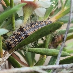 Lithosiini (IMMATURE) (A Footman or Lichen moth (Lithosiini)) at Bungendore, NSW - 6 Jan 2025 by clarehoneydove