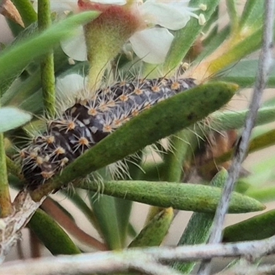 Lithosiini (IMMATURE) (A Footman or Lichen moth (Lithosiini)) at Bungendore, NSW - 6 Jan 2025 by clarehoneydove