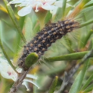 Lithosiini (immature) at Bungendore, NSW - suppressed