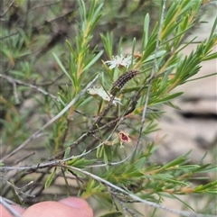 Lithosiini (immature) at Bungendore, NSW - suppressed