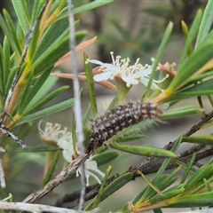 Lithosiini (immature) at Bungendore, NSW - suppressed