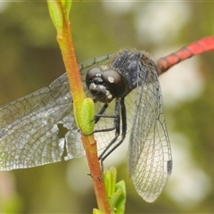 Nannophya dalei at Tinderry, NSW - 8 Jan 2025 by Harrisi