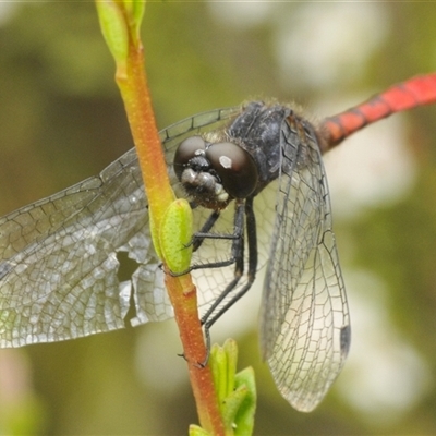 Nannophya dalei (Eastern Pygmyfly) at Tinderry, NSW - 8 Jan 2025 by Harrisi