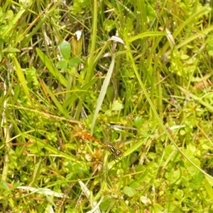 Nannophya dalei at Tinderry, NSW - suppressed