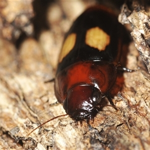 Sphallomorpha ruficollis at Yarralumla, ACT - 6 Jan 2025