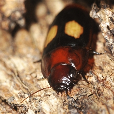 Sphallomorpha ruficollis (A ground beetle) at Yarralumla, ACT - 6 Jan 2025 by Harrisi