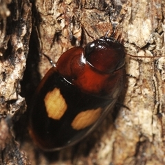 Sphallomorpha ruficollis at Yarralumla, ACT - 6 Jan 2025 08:11 AM