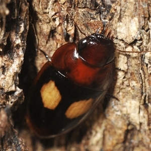 Sphallomorpha ruficollis at Yarralumla, ACT - 6 Jan 2025