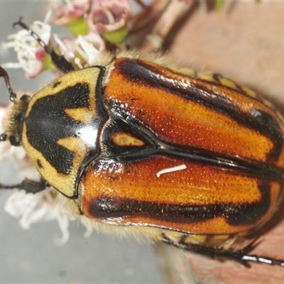 Chondropyga gulosa at Tinderry, NSW - 8 Jan 2025 by Harrisi