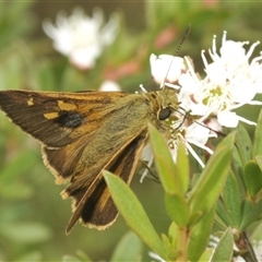 Timoconia flammeata (Bright Shield-skipper) at Tinderry, NSW - 8 Jan 2025 by Harrisi