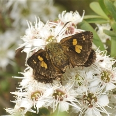 Timoconia flammeata at Tinderry, NSW - 8 Jan 2025