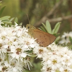 Timoconia flammeata at Tinderry, NSW - 8 Jan 2025