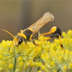 Sceliphron laetum (Common mud dauber wasp) at Michelago, NSW - 8 Jan 2025 by Harrisi