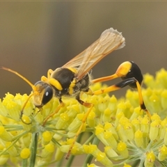 Unidentified Wasp (Hymenoptera, Apocrita) at Michelago, NSW - 7 Jan 2025 by Harrisi