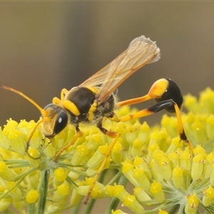 Sceliphron laetum at Michelago, NSW - 8 Jan 2025 09:25 AM