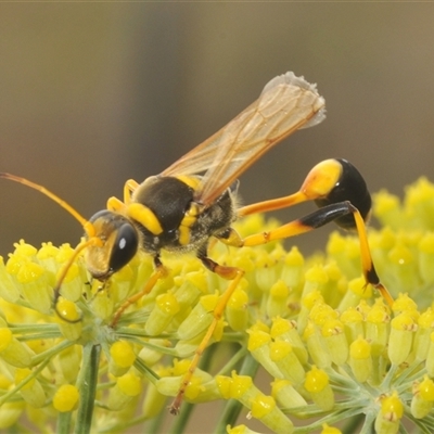 Unidentified Wasp (Hymenoptera, Apocrita) at Michelago, NSW - 7 Jan 2025 by Harrisi