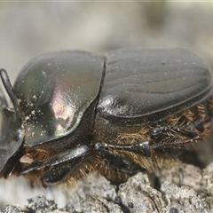 Onthophagus sp. (genus) at Tinderry, NSW - 8 Jan 2025 by Harrisi