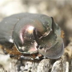 Onthophagus taurus at Tinderry, NSW - 8 Jan 2025 08:18 AM