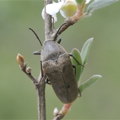 Unidentified Other beetle at Tinderry, NSW - 8 Jan 2025 by Harrisi