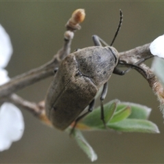 Ripiphoridae (family) at Tinderry, NSW - suppressed