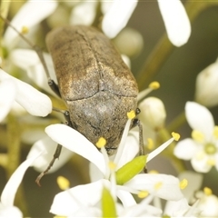 Ripiphoridae (family) at Tinderry, NSW - suppressed