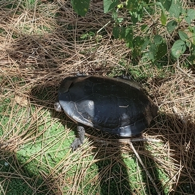 Chelodina longicollis at Shark Creek, NSW - 3 Jan 2025 by Topwood