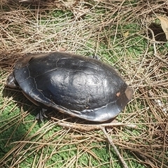 Chelodina longicollis at Shark Creek, NSW - 3 Jan 2025 11:16 AM