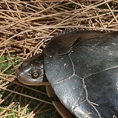 Chelodina longicollis at Shark Creek, NSW - 3 Jan 2025 11:16 AM