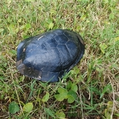 Chelodina longicollis at Shark Creek, NSW - 3 Jan 2025 11:16 AM